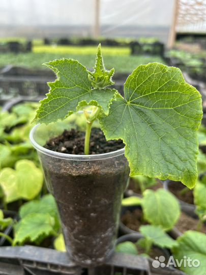 Рассада овощных культур