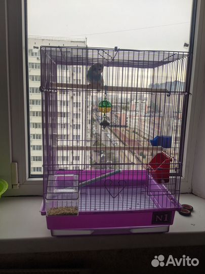 Волнистый попугай ручной