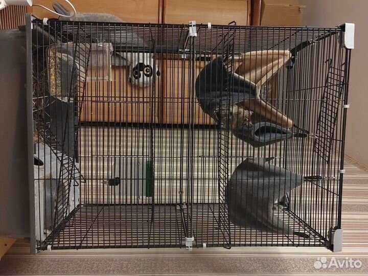 Чилийские белки Дегу