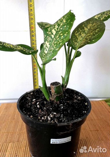 Диффенбахия