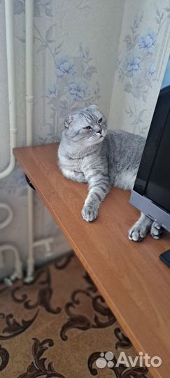 Котик в семью