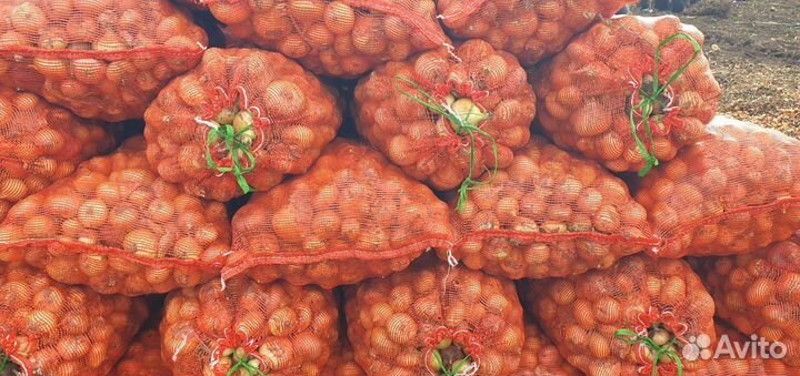 Лук Штутгарт на перо оптом