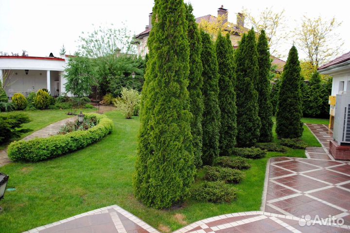 Туи премиум