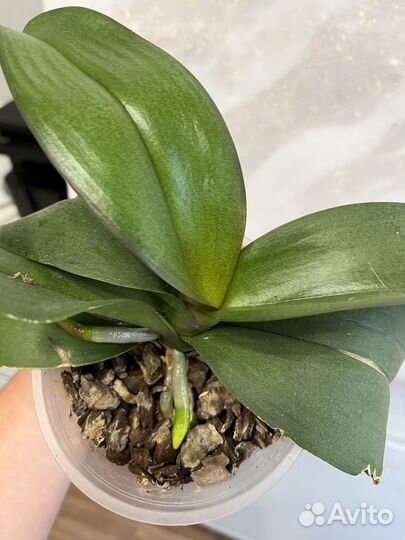 Орхидея фаленопсис биг лип