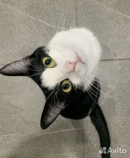 Кошечки ласковые