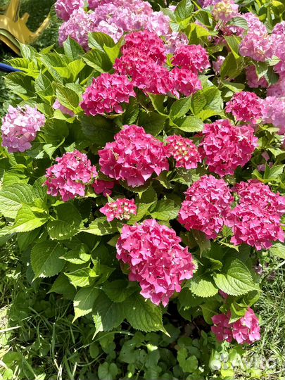 Гортензия крупнолистная саженцы