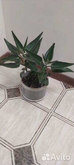 Каланхоэ лечебное