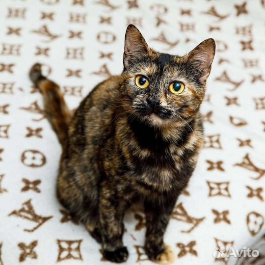 Мультяшка улыбашка,стерилизованная