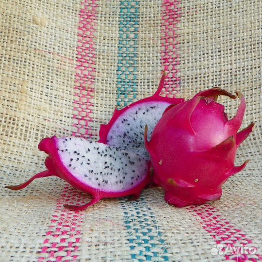 Питахайя Hana, Bruni,Cometa Galleya