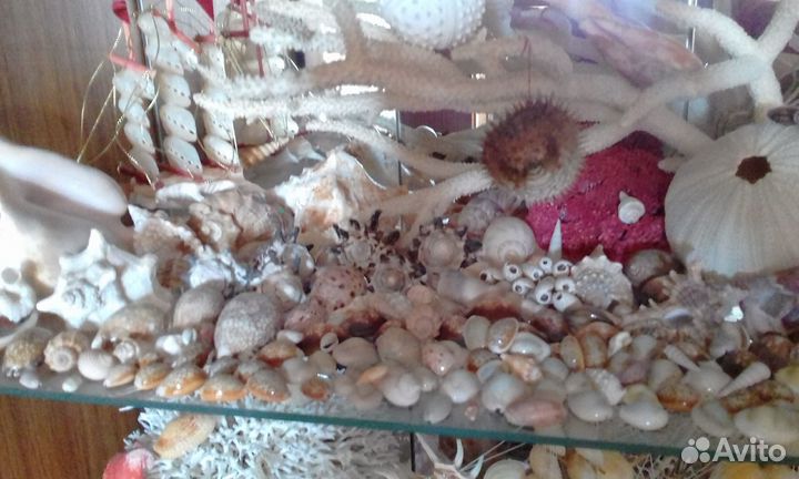 Раковины, ракушки, кораллы