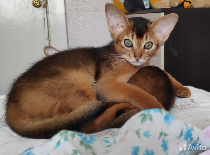 Абиссинские котята