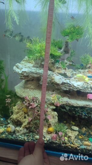 Рыбки данио, гуппи, корм, декорации