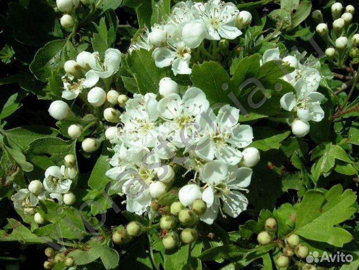 Боярышник однопестичный Crataegus monogyna