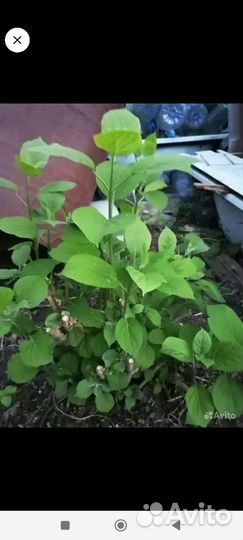 Жасмин, гортензия