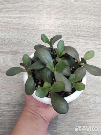 Толстянка, красула овата