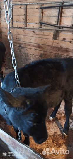 Продам телок