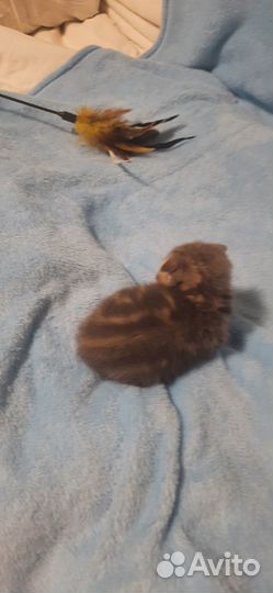 Котята шотланские
