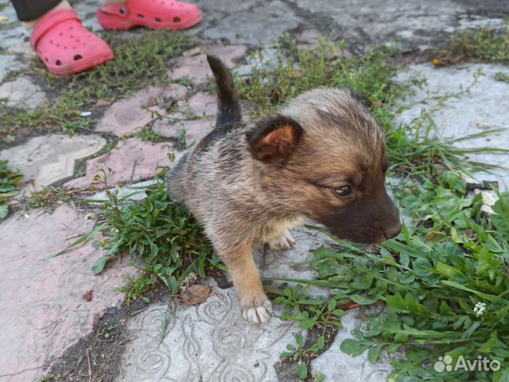 Щенки дворняжки бесплатно в добрые руки