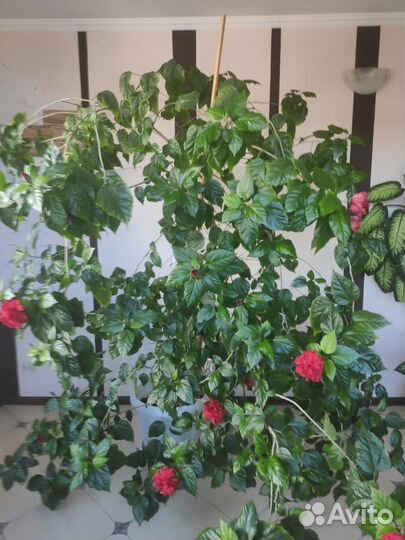 Гибискус китайская роза