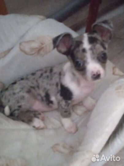 Щенок чихуахуа, мальчик