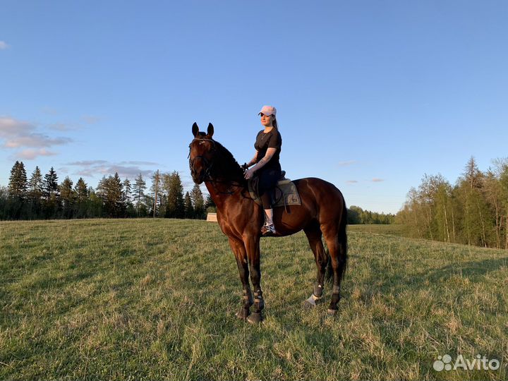 Лошадь в аренду