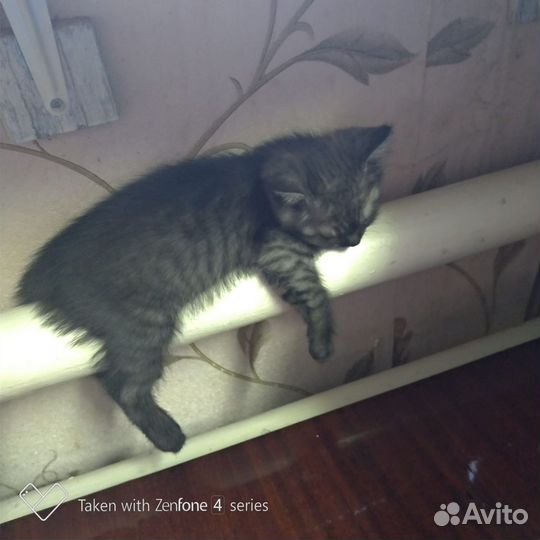 Котята