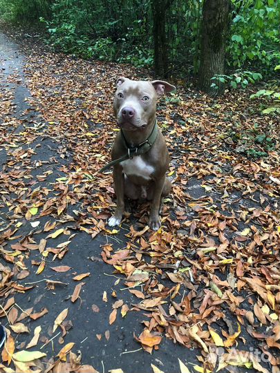 Питбуль вязка