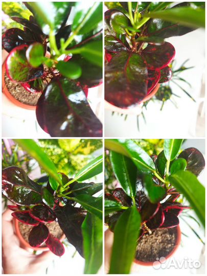 Кротоны взрослые и не только