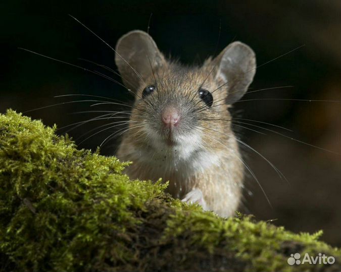 Мышь цветная декоративная