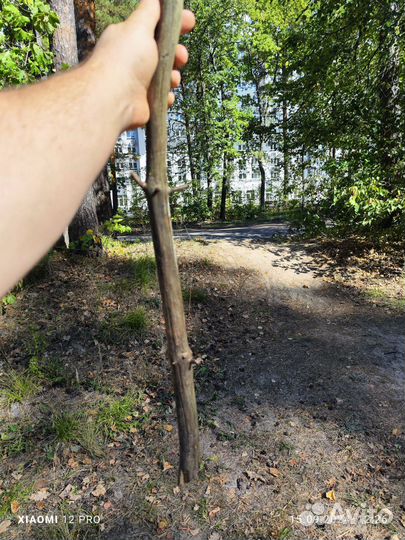 Палка выбивалка