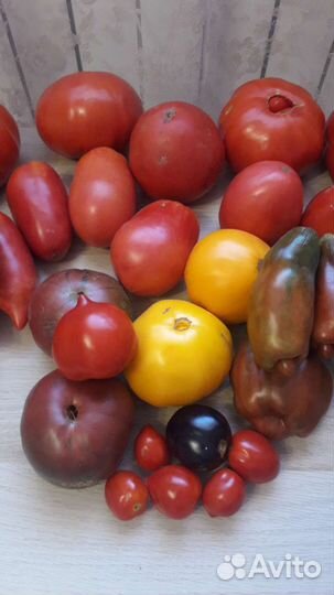 Семена коллекционных сортов томатов