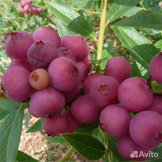 Голубика розовая из питомника растений