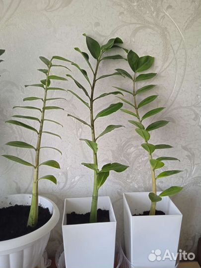 Замиокулькас