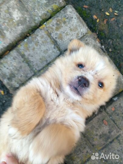 Отдам щенка в добрые руки