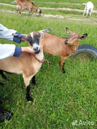 Нубийские козы