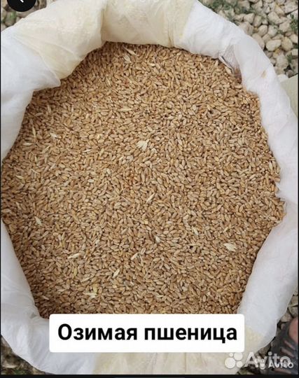 Зерносмеси, зерно: пшеница кукуруза просо, ячмень