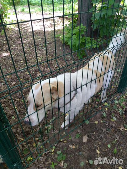 Дрессировка и воспитание собак