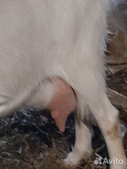 Козел, козы