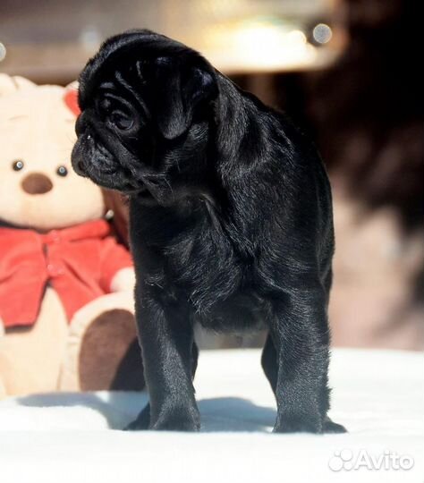 Щенки мопса