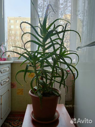 Алоэ лечебный