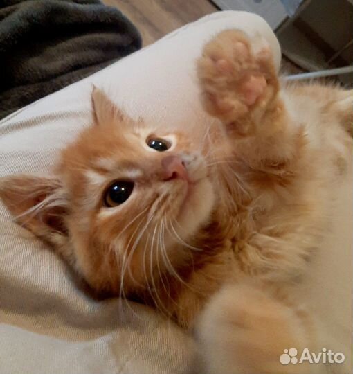 Котенок в дар бесплатно