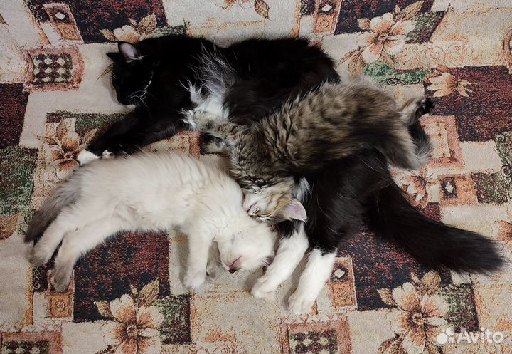 Котята в дар