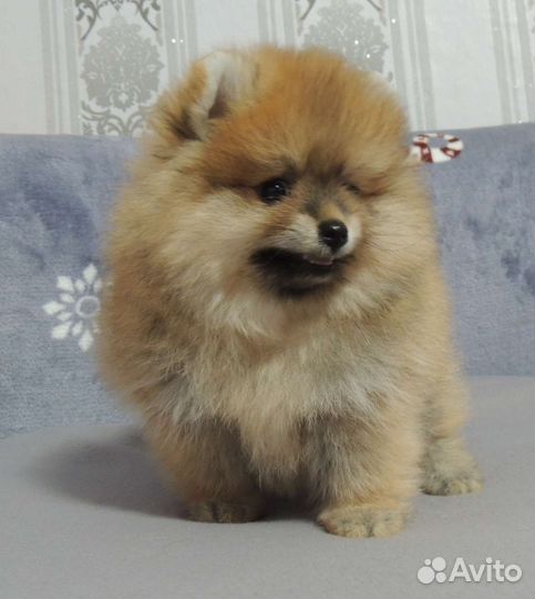 Маленькая собака шпиц