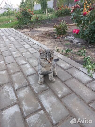 Отдам в добрые руки