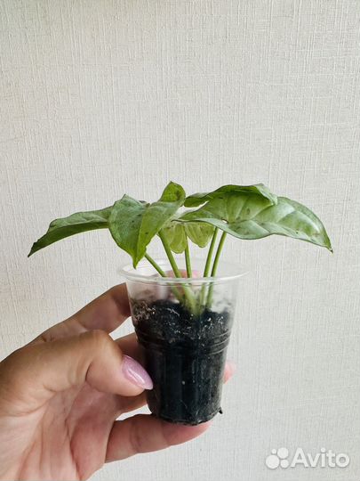 Сингониумы