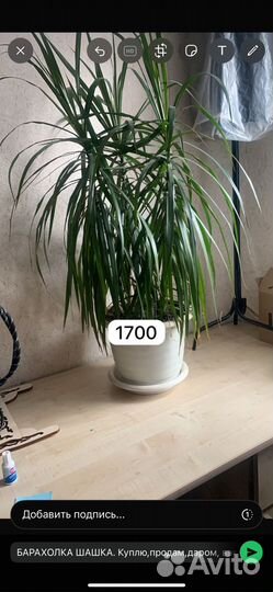 Комнатные цветы