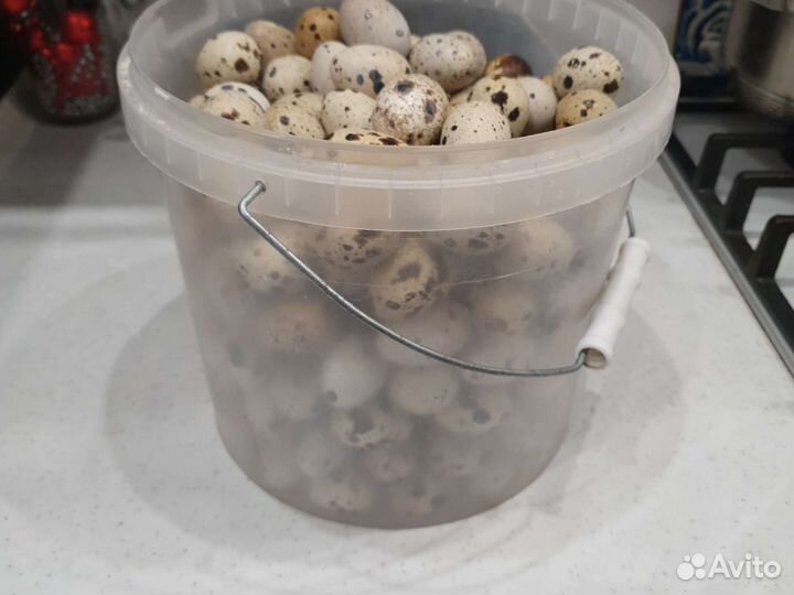 Яйца перепелиные