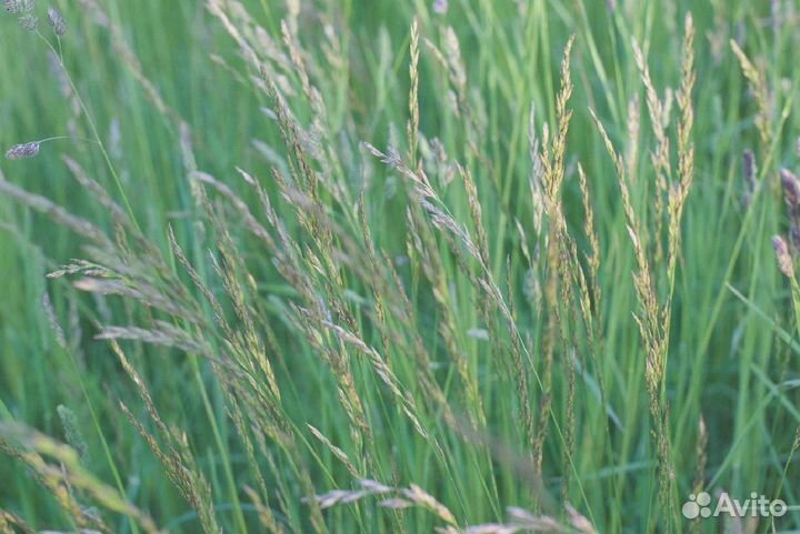 Семена Райграса пастбищного опт
