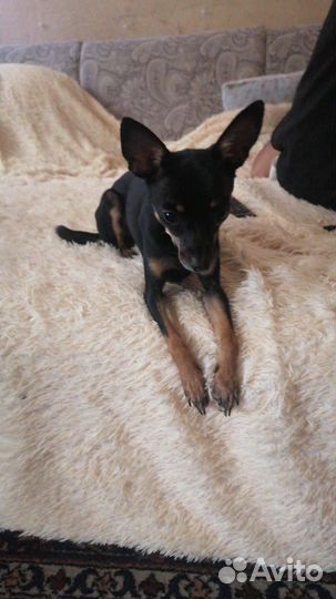 Той-терьер щенки