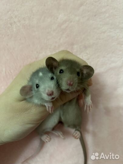 Крысята Дамбо малыши ручные